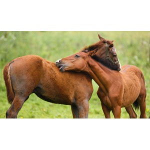 Lavender Sunblock til din hest