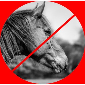 Alternativ Flue og Mitte spray 500 ml med forstøver til hest Alternativ Flue og Mitte spray 500 ml med forstøver til hest