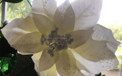 Eventyrlig Hvid Smuk Jul hjemme hos dig