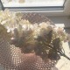 Kæmpe Hortensia cream - guld glitter 85 cm