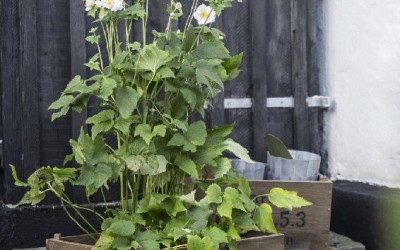 Støvede Efterårsfarver & LATE SUMMER SALE!