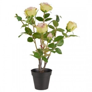 Rose med 5 blomster og 4 knopper i potte 50cm
