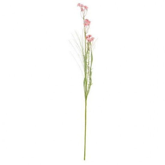 Blomst lyserøde/hvide blomster Blomst lyserøde/hvide blomster