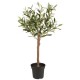 Oliventræ i potte 75 cm