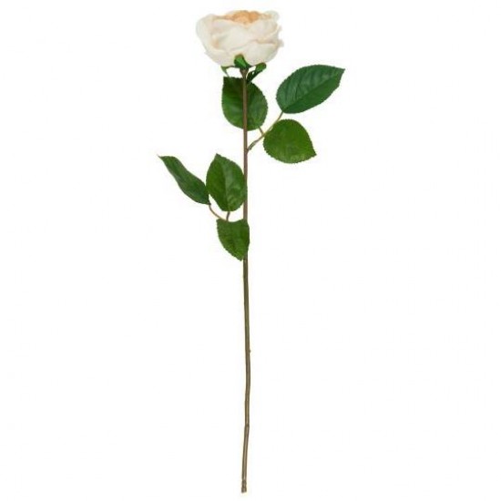 Rosenstilk soft beige Rosenstilk soft beige