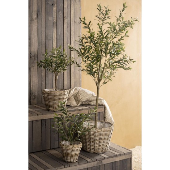 Oliventræ i potte 75 cm