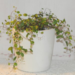 Blomsterpotte i marmor Blomsterpotte i marmor