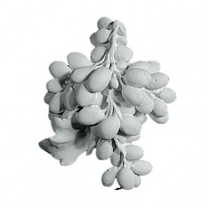 Vindrue klase til dekoration Vindrue klase til dekoration