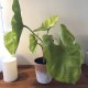 Stor kunstig grøn plante 60 cm