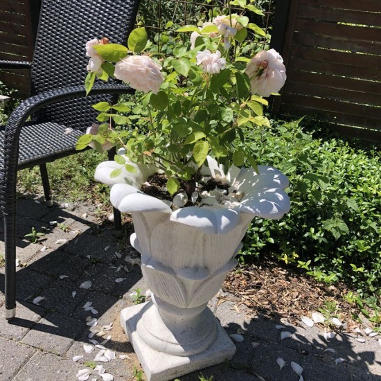 Frostsikker Blomster krukke med tulipanform H: 56 cm Frostsikker Blomster krukke med tulipanform H: 56 cm