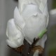 Hvid Magnolia 40cm - kunstig plante Hvid Magnolia 40cm - kunstig plante