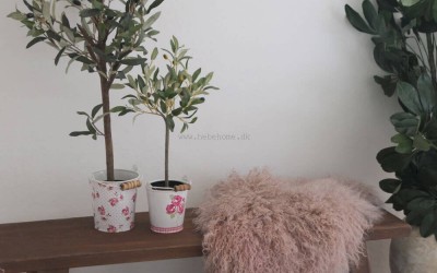 Masser af NYHEDER til Halv Pris - Slå Til NU! | Oliven Træer - til forever...