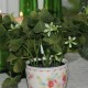 Oxalis 15cm - kunstig plante Oxalis 15cm - kunstig plante
