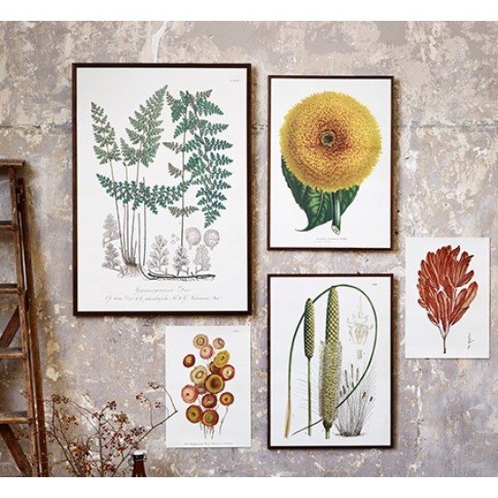 Vintage Plakat med Peberkorns plante 35 x 50 cm Vintage Plakat med Peberkorns plante 35 x 50 cm