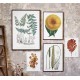 Vintage Plakat med Peberkorns plante 35 x 50 cm Vintage Plakat med Peberkorns plante 35 x 50 cm