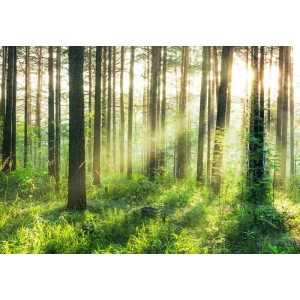 Moonshine Metallic Deep Woods 4oz = 118 ml Moonshine Metallic Deep Woods 4oz = 118 ml