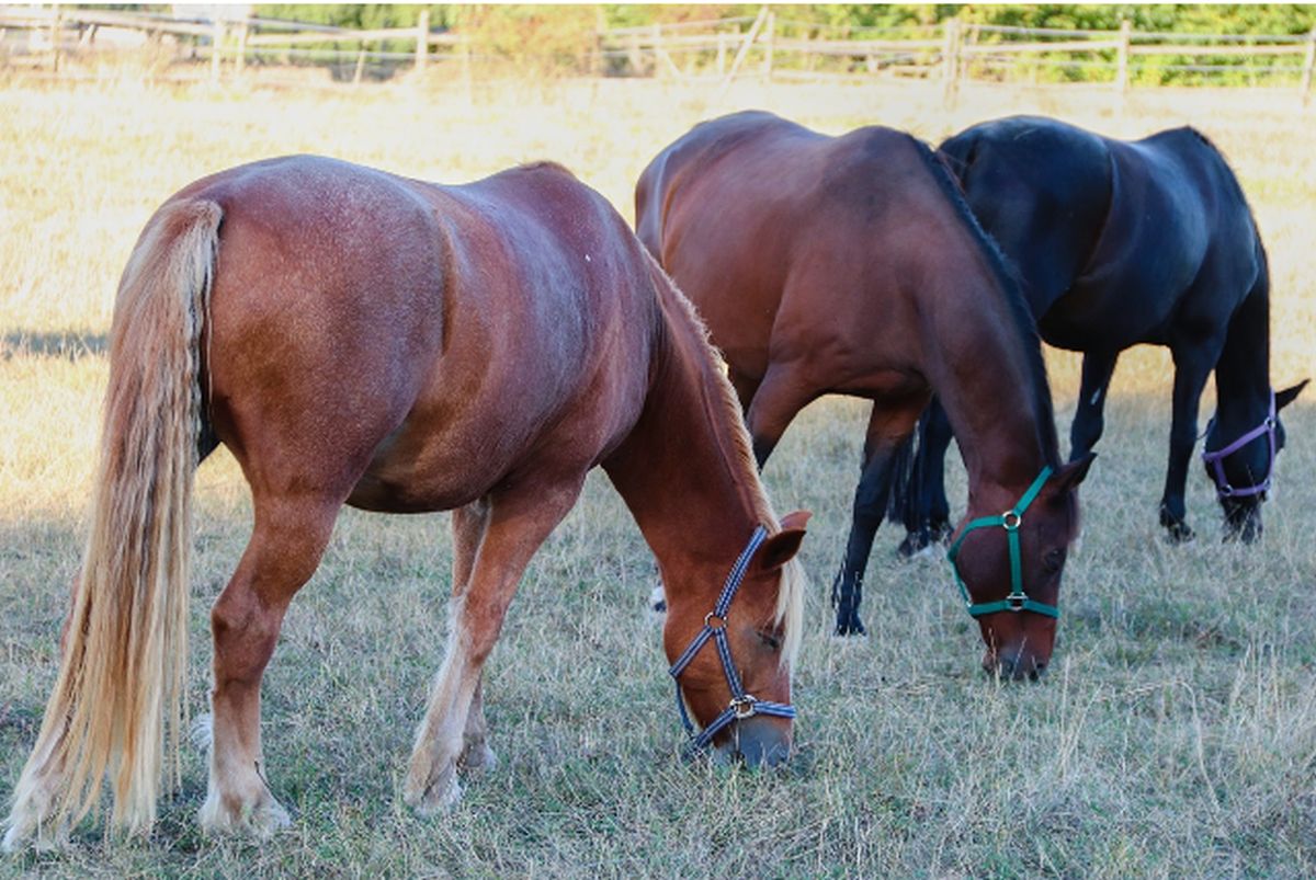 Heste græsser i fred med God og naturlig fluespray